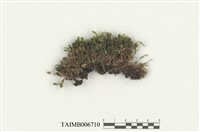 藏品(尖葉走燈苔)的圖片